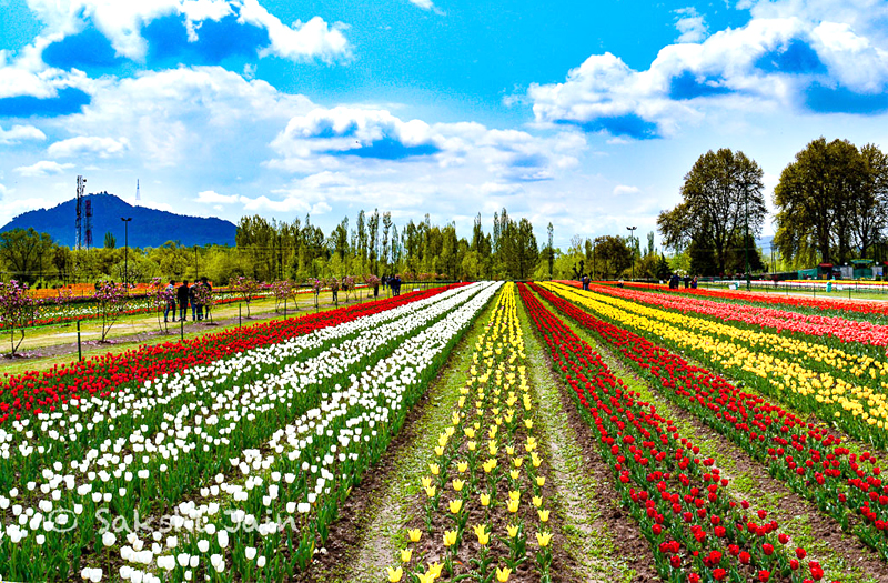 Flower Garden In Kashmir At Kevin Morel Blog Flower Garden In Kashmir At Kevin Morel Blog
