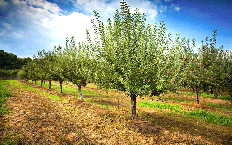 fruitorchardmukteshwer