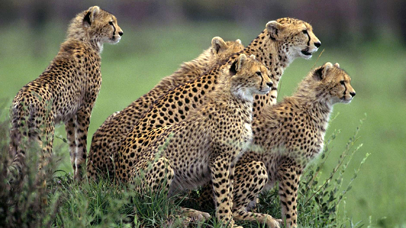wildlife-sanctuaries-near-island-india