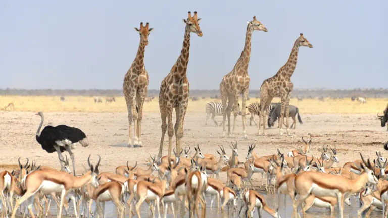 Best Time to Visit Ranthambore National Park