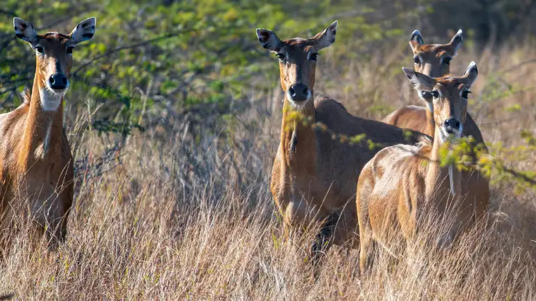 Tourist Attractions Nearby Ranathambore National Park