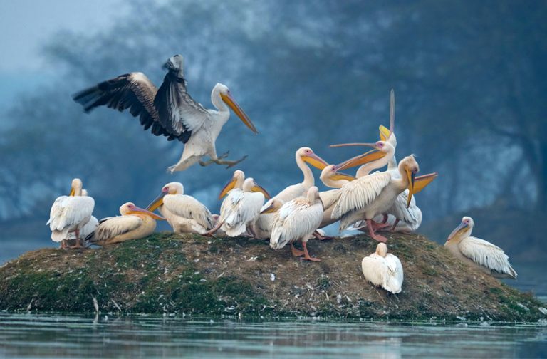 Bharatpur India