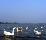sukhna lake chandrigrah
