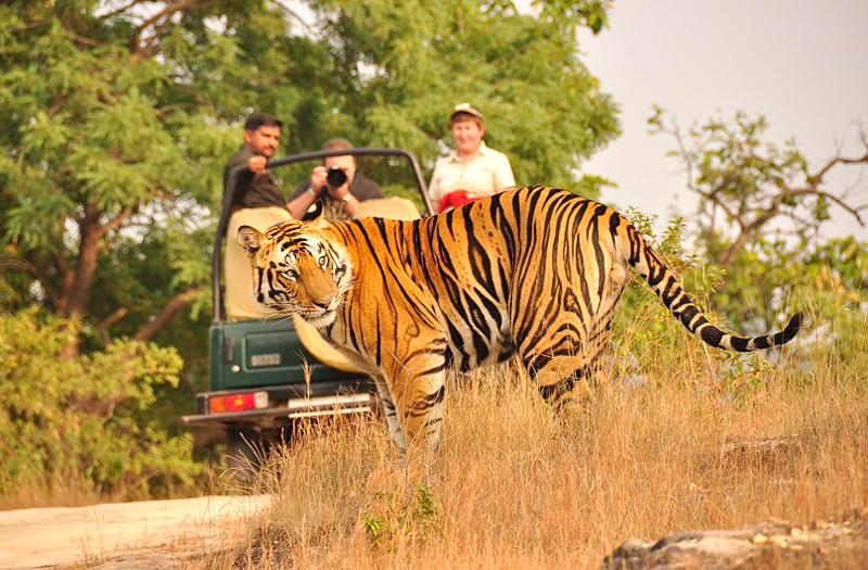 jim corbett national park India Tour