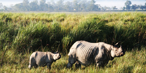 Jorhat National Park Assam