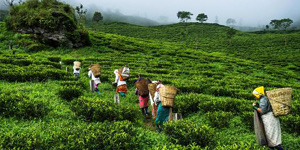 Jorhat Tea Industry Assam