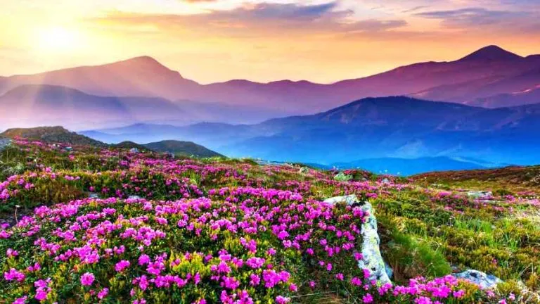 Valley of Flowers National Park