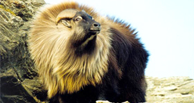 tahr-home-page