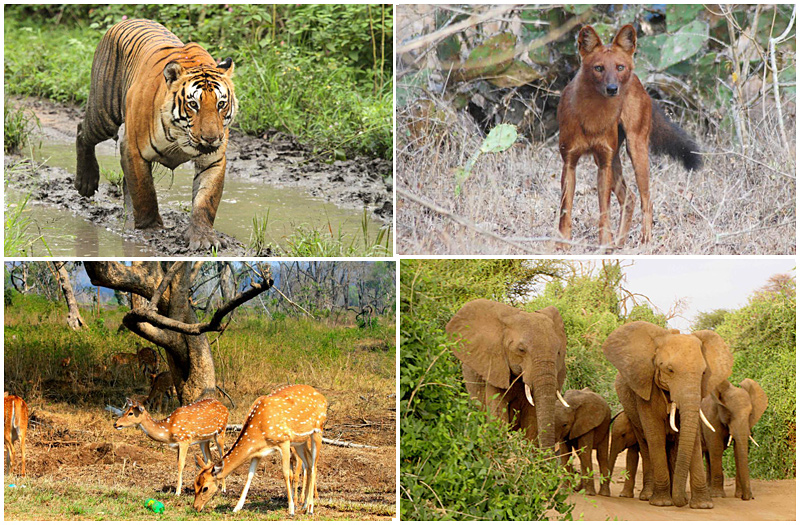 Bandipur National Park Masinagudi Tamilnadu
