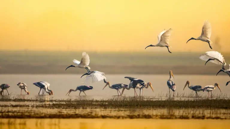 Best Time for Bird WatchingBest Time for Bird WatchingBest Time for Bird Watchingvvvvvvvvvv