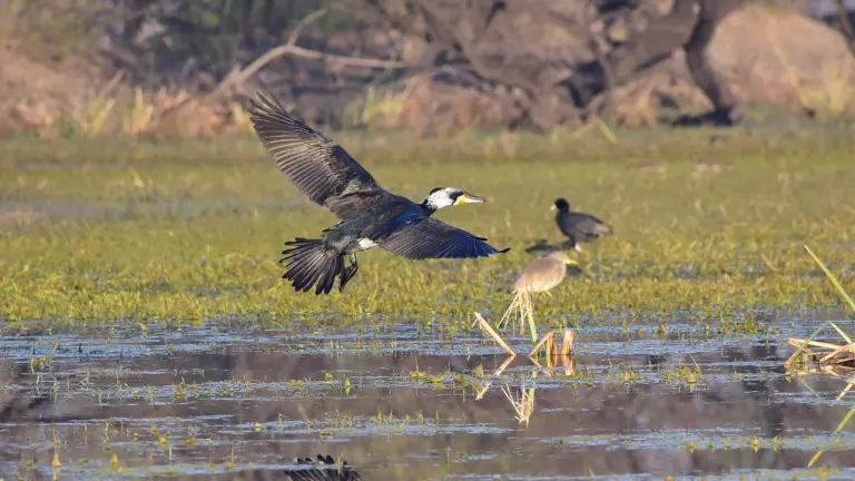 How to Reach Sultanpur Sanctuary