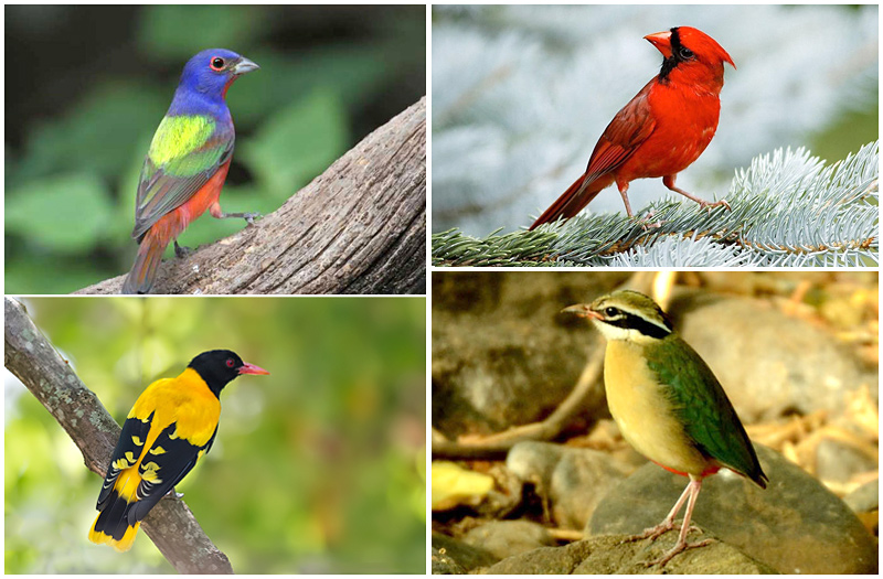 Mudumalai National Park Masinagudi Tamilnadu