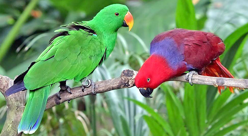 Sultanpur Bird Sanctuary Gurgaon Haryana