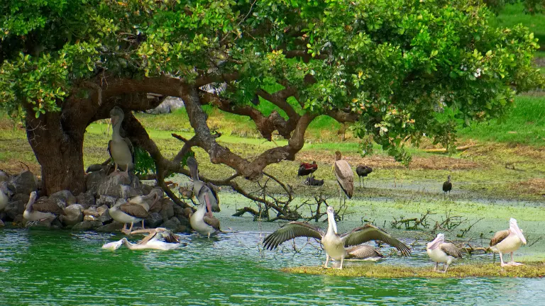 Places to Visit Near Sultanpur National Park