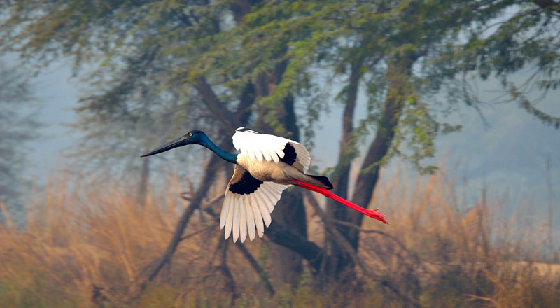 Sultanpur Bird Sanctuary Gurgaon Haryana