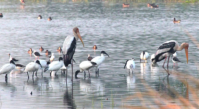 Sultanpur Bird Sanctuary Gurgaon Haryana