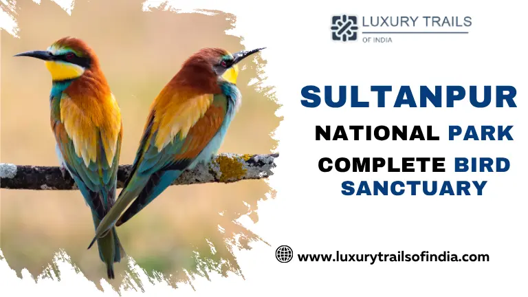 Sultanpur National Park– Complete Bird Sanctuary Travel Guide