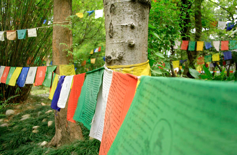 tibetan-dharamkot