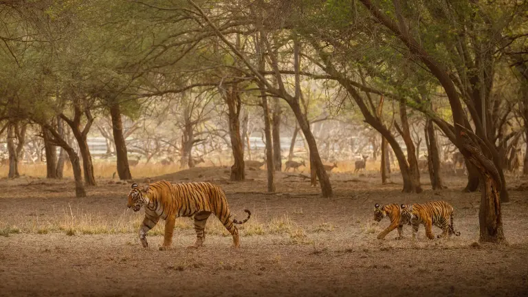 Best Time to Visit Sundarbans National Park