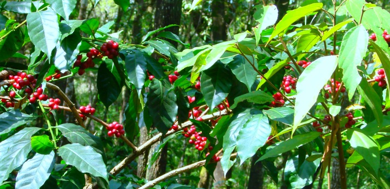 Coffee-Plants Araku Andhra Pradesh