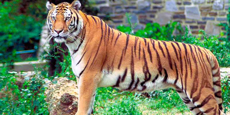 Kalakadu Wildlife Sanctuary Trunelveli Tamilnadu India