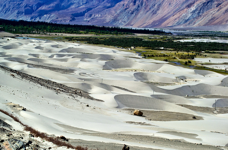 Nubra-Valley-Sand-Dunes Ladakh