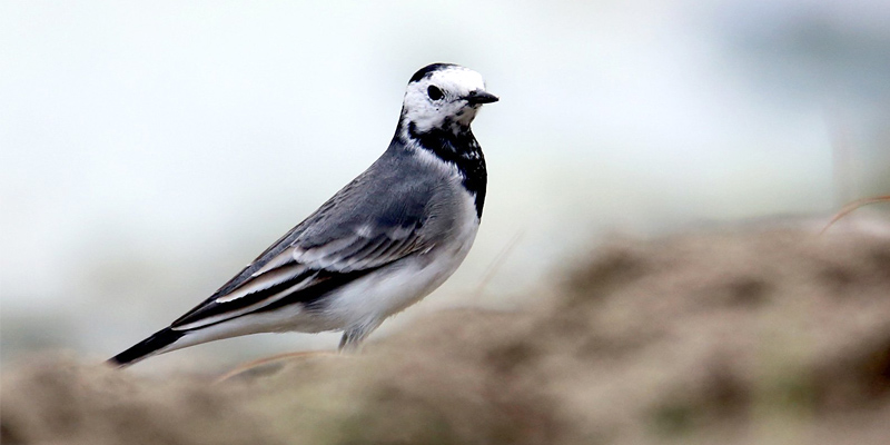Pakshipathalam Wayanad Kerala