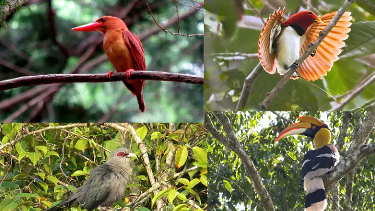 Top Attractions in Sundarbans