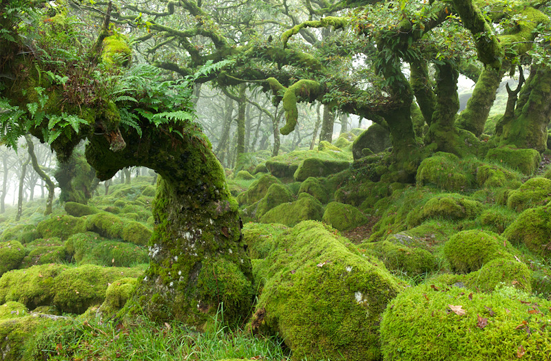 Verdant-forest-kuari-pass-trek