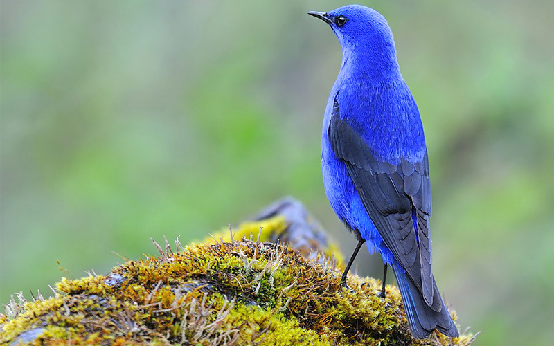 Birds Sanctuary Sela Pass Tawang Arunachal Pradesh