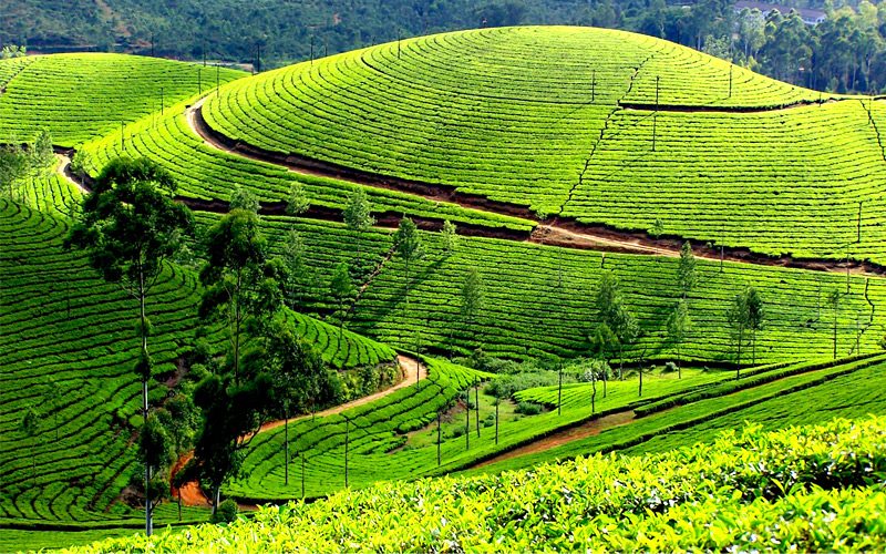 hills-and-teagardens-of-varkala-kerala
