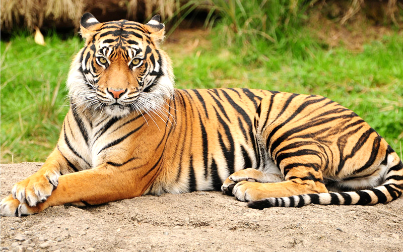 jabalpur-tiger-reserve Jabalpur India