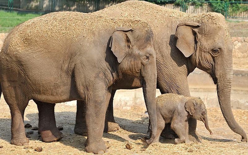 Kane Wildlife Sanctuary Sela Pass Tawang Arunachal Pradesh