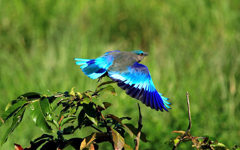 kaziranga national park birds