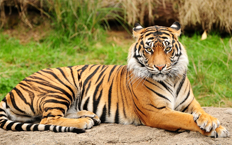 luchnow-zoo Lucknow Uttar Pradesh