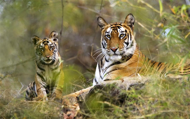Tigers in kaziranga