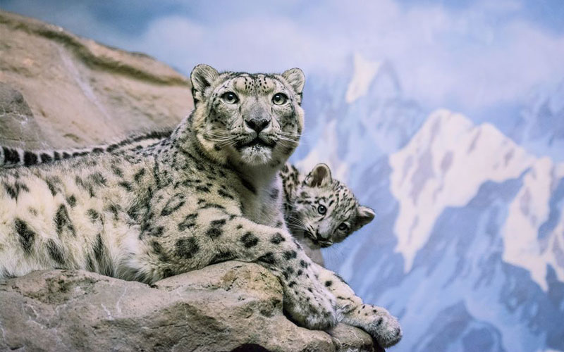 borasu-pass-himalayan-leopard