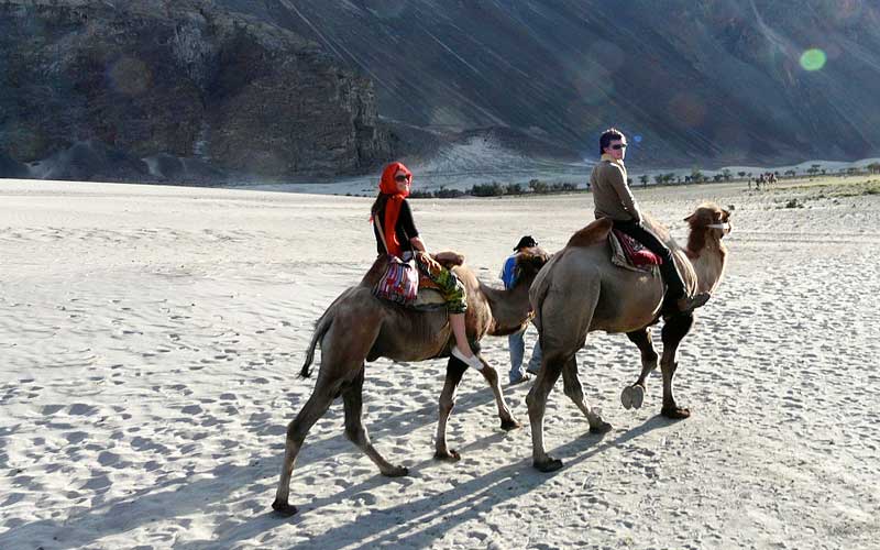 bactarian-camel-safaridiskit-monastery