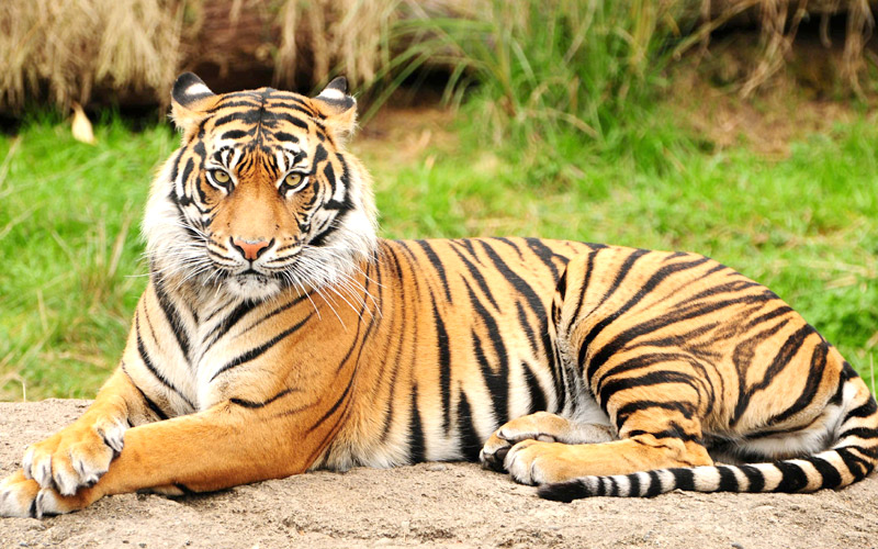 bhadra-wildlife-sanctuary-chikmagalur