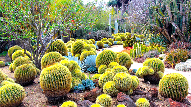 cactus-garden-parwanoo