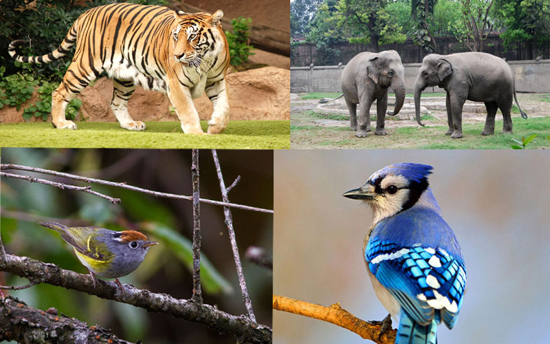 fambong-la-wildlife-sanctuary-gangtok