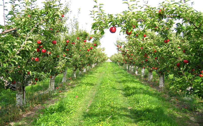 fruit-orchards-parwanoo
