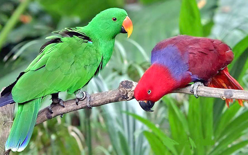kumarakom-bird-sanctuary