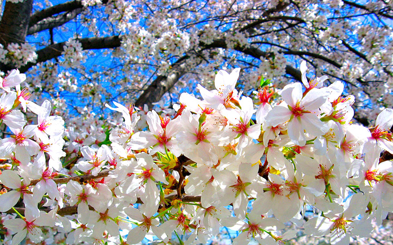 neelakurinji-blooms-chikmagalur karnataka