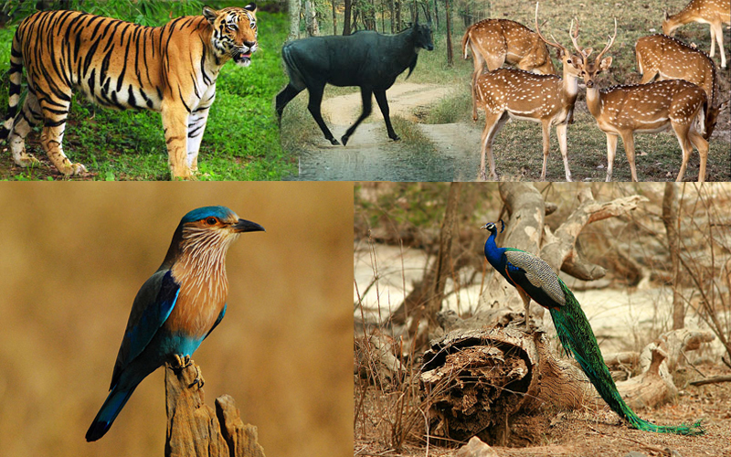 panna-national-park-khajuraho