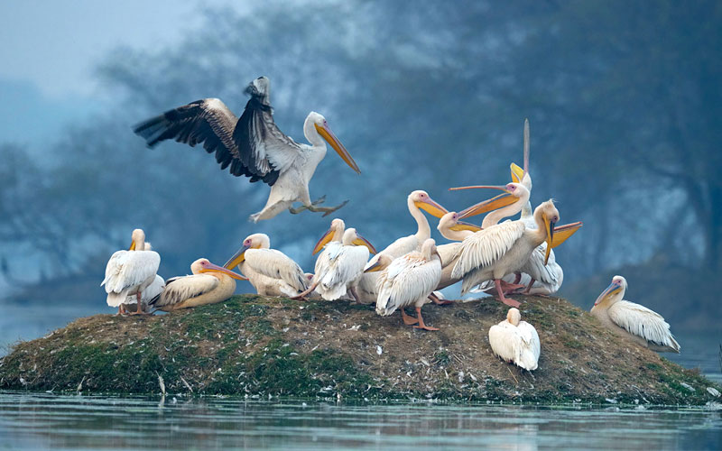 vembanad-lake-kumarakom