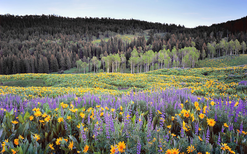 wildflower-scenic-shivajis-ladder-matheran
