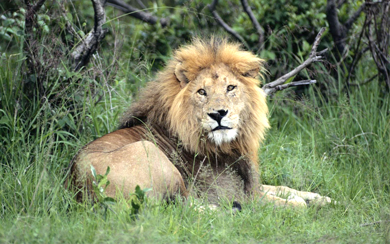 silvassa-vasona-lion-safari