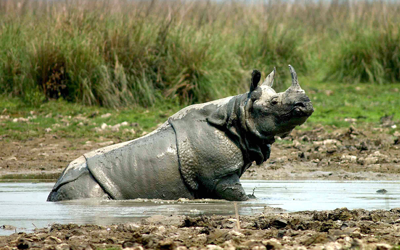 bhitarkanika wildlife sanctuary cuttack india