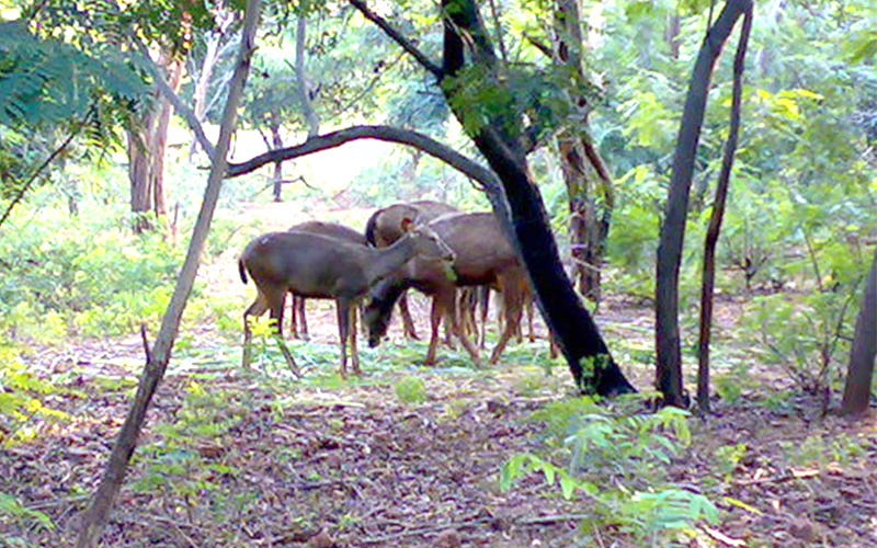 indira gandhi zoological park india 